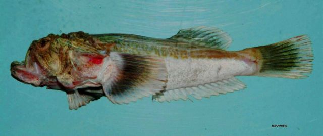 Freckled stargazer ( Xenocephalus egregius ) Picture
