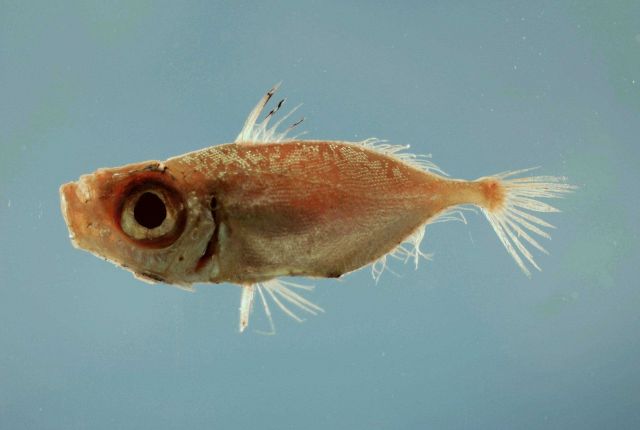 A species of boarfish or dory ( Zenion hololepis ) Picture