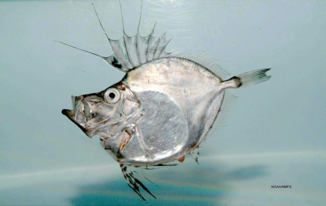 American john dory or silvery john dory ( Zenopsis conchifera ) Picture