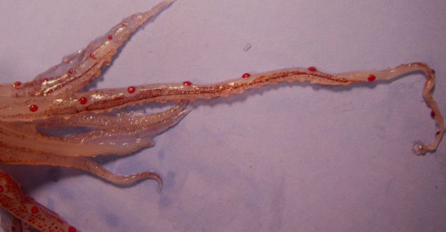 Tentacles of a species of squid ( Abralia veranyi ) Picture