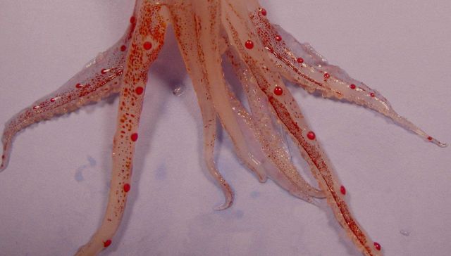 Tentacles of a species of squid ( Abralia veranyi ) Picture