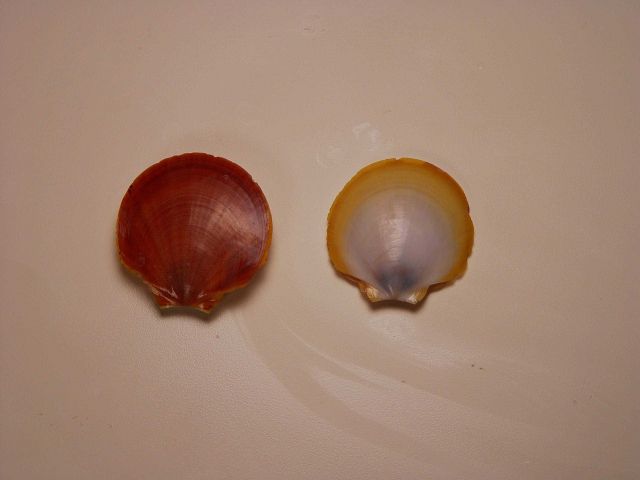 Paper scallop ( Amusium papyraceum ) Picture
