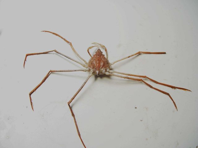 Stilt spider crab ( Anasimus latus ) Picture