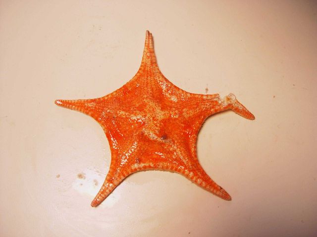 Starfish ( Anthenoides piercei ) Picture