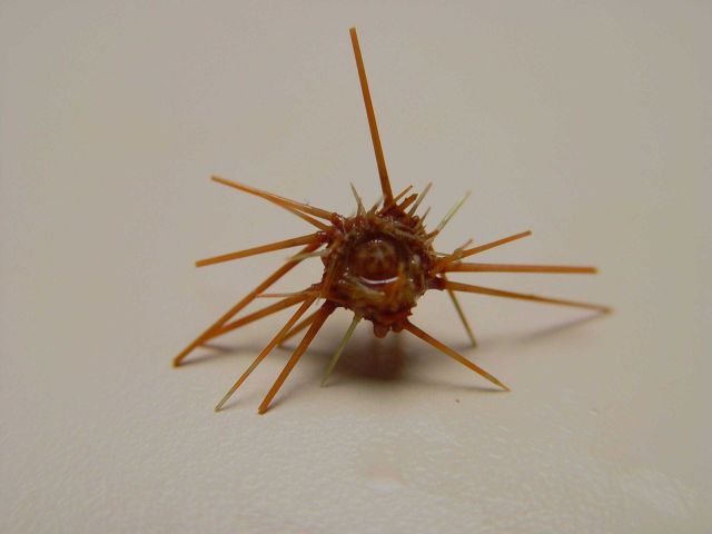 Purple-spined sea urchin ( Arbacia punctulata ) Picture