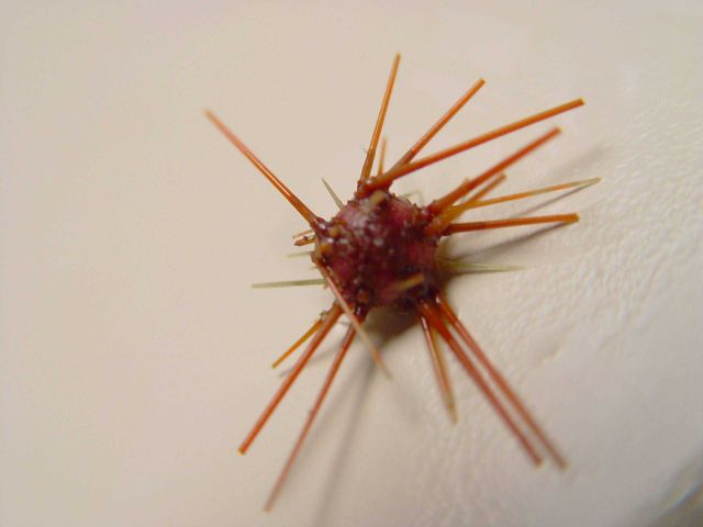 Purple-spined sea urchin ( Arbacia punctulata ) Picture