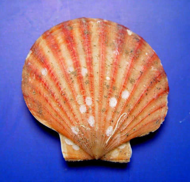 Bay scallop ( Argopecten irradians ) Picture