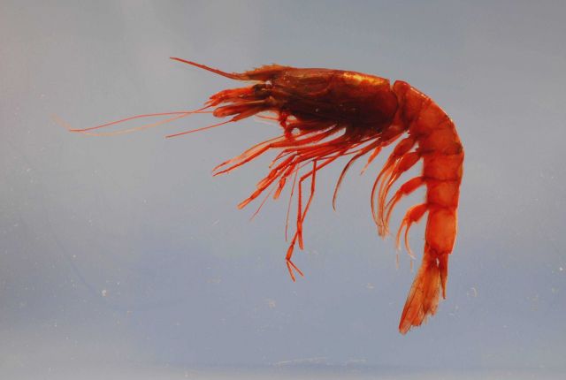 Giant red shrimp ( Aristaeomorpha foliacea ) Picture