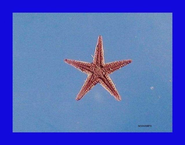 Two-spined star fish ( Astropecten duplicatus ) Picture