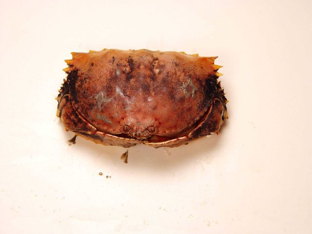 Yellow box crab ( Calappa sulcata ) Picture