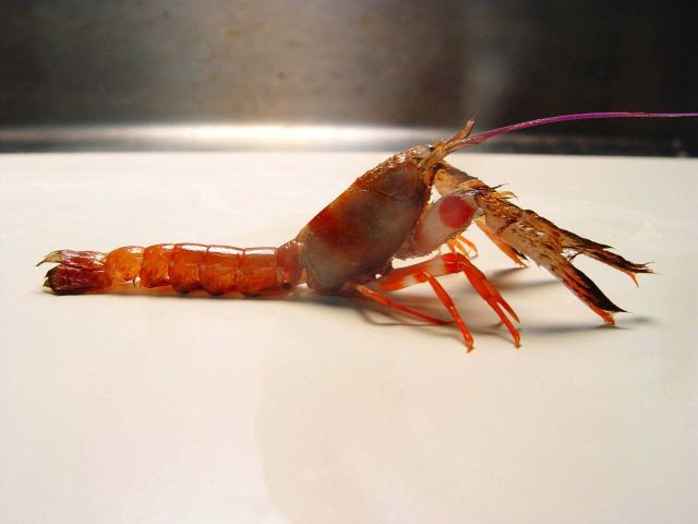 An axiid shrimp shrimp (Acanthaxius hirsutimanus ) Picture