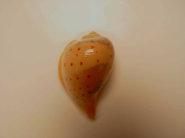 A member of the gastropod family Ficidae, commonly called fig shell ( Ficus atlanticus ) Picture
