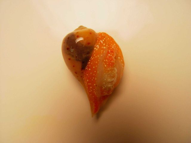 A member of the gastropod family Ficidae, commonly called fig shell ( Ficus atlanticus ) Picture