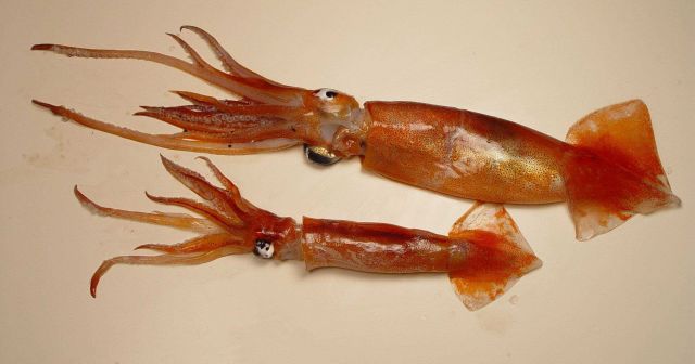 A short-finned squid ( Illex coindetti ) Picture