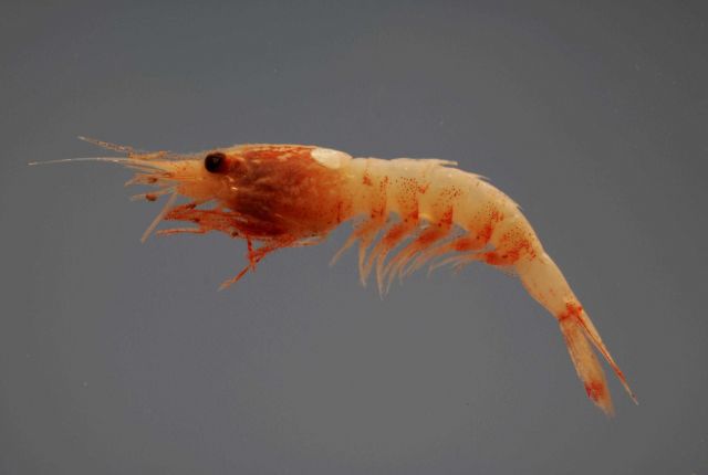 A deepsea shrimp ( Janicella spinicauda ) Picture