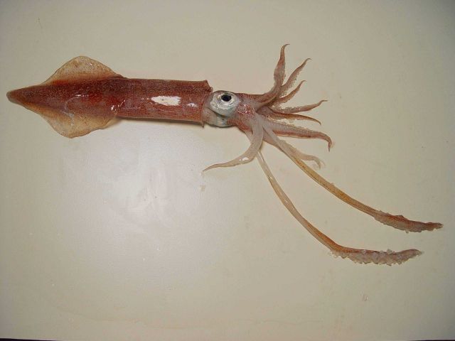 Longfin inshore squid ( Loligo pealeii ) Picture