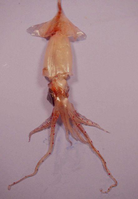 A squid, member of the family Lycoteuthidae Picture