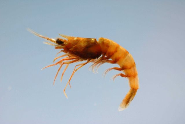 Mesopeneaus tropicalis Picture
