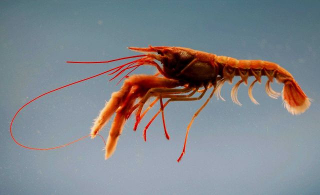 Rosy lobsterette (Nephropsis rosea) Picture