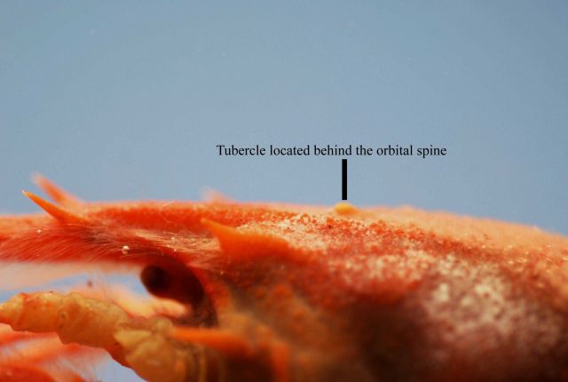 Rosy lobsterette showing tubercle (Nephropsis rosea) Picture