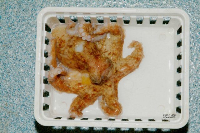 Common octopus (Octopus vulgaris) Picture