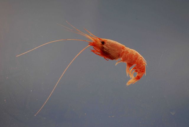 A species of deepsea shrimp (Oplophorus gracilirostris) Picture