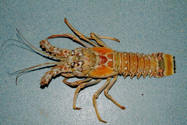 Caribbean spiny lobster ( Panulirus argus ) Picture