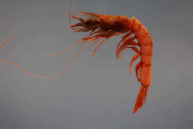 Megalops or pinkspeckled shrimp ( Penaeopsis serrata) Picture