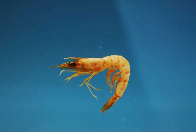 Megalops or pinkspeckled shrimp ( Penaeopsis serrata) Picture