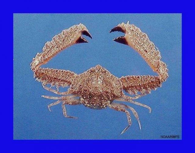 Bladetooth elbow crab ( Platylambrus granulatus ) Picture