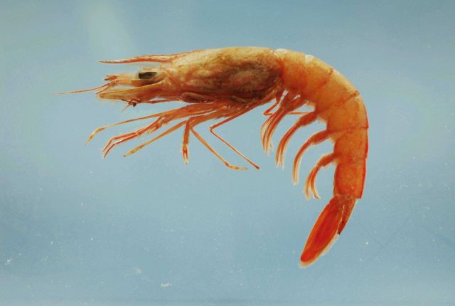Royal red shrimp ( Pleoticus robustus ) Picture