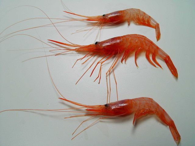 Soldier striped shrimp ( Plesionika edwarsii ) Picture