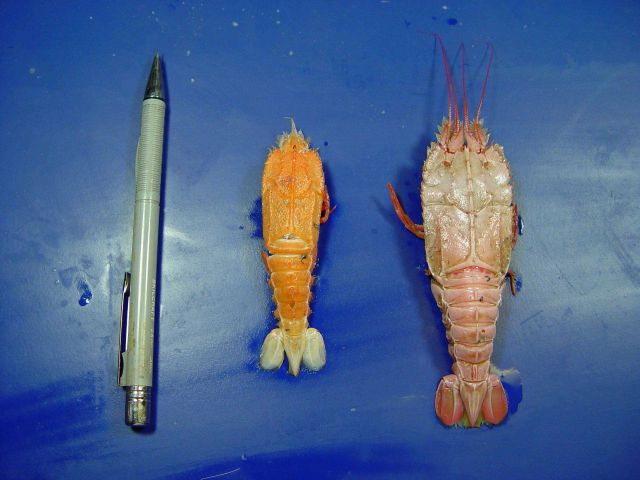 The blind lobsters ( Polycheles typhlops ) & ( Polycheles sculptus ) Picture