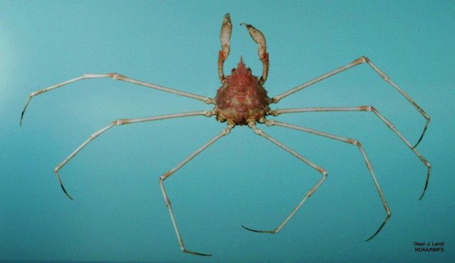 Dartnose pear crab ( Pyromaia cuspidata ) Picture