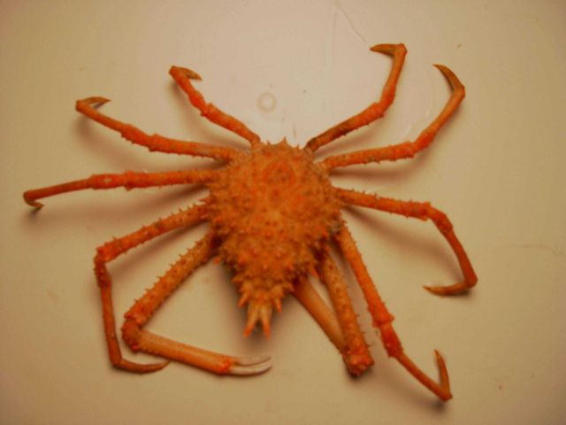 Inflated spiny crab ( Rochinia crassa ) Picture