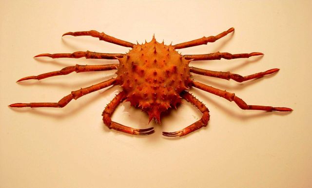 Inflated spiny crab ( Rochinia crassa ) Picture