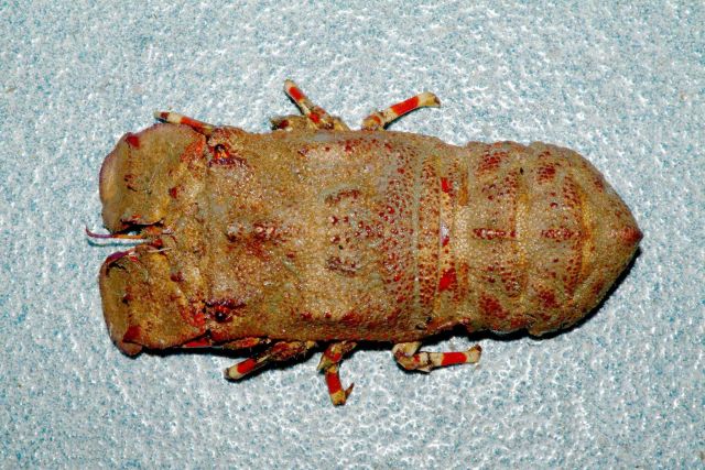 Ridged slipper lobster ( Scyllarides nodifer ) Picture