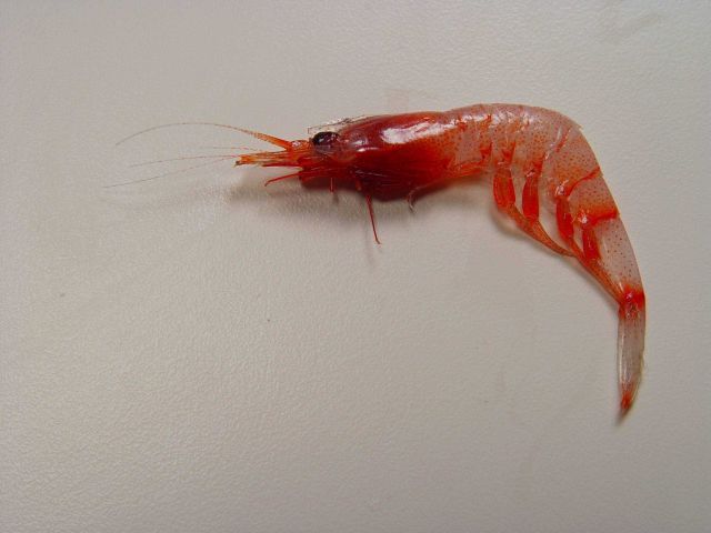 A type of prawn/shrimp , family Sergestidae Picture