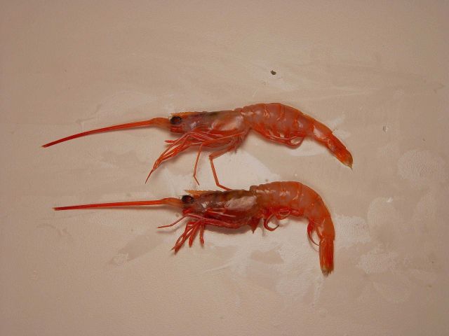 Humpback shrimp ( Solenocera vioscai ) Picture