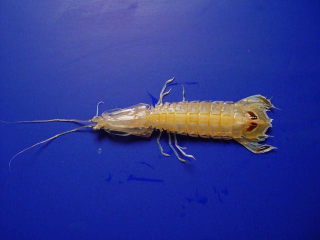 A species of mantis shrimp ( Squilla chydaea ) Picture