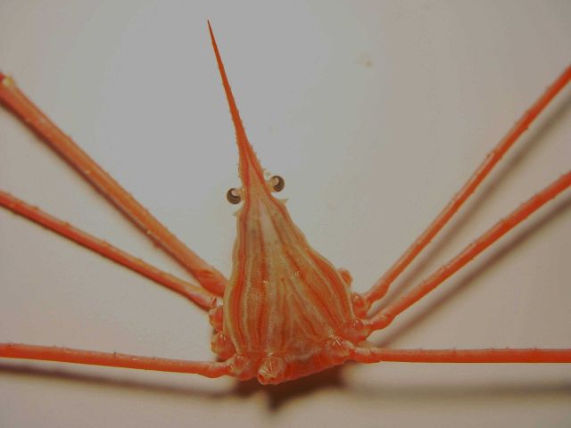 Yellowline arrow crab ( Stenorhynchus seticornis ) Picture