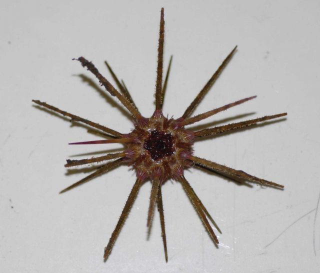 A species of pencil urchin ( Stylocidaris affinis ) Picture