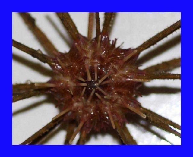 Close up of bottom view a species of pencil urchin ( Stylocidaris affinis ) Picture