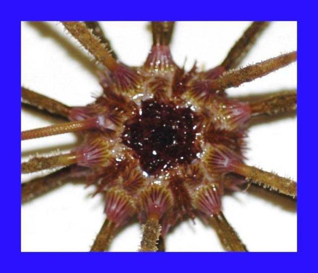 Close up view of a species of pencil urchin ( Stylocidaris affinis ) Picture