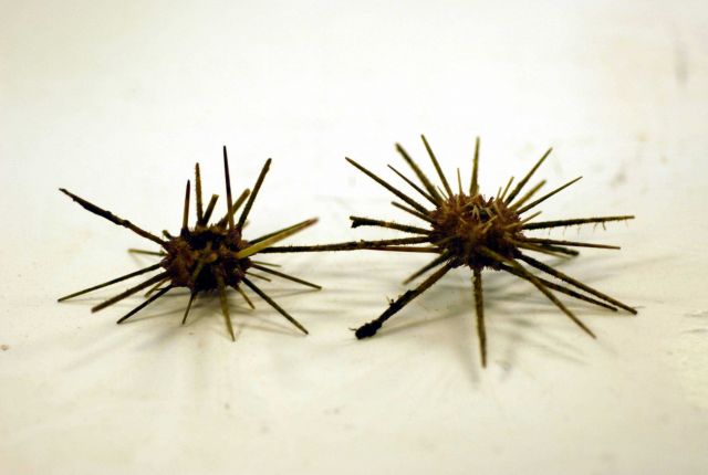 A species of pencil urchin ( Stylocidaris affinis ) Picture