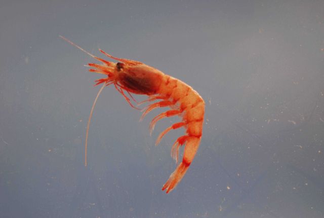 A species of deepsea shrimp (Systellaspis pellucida ) Picture