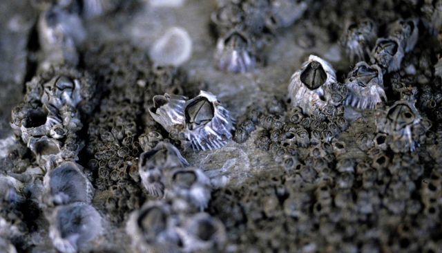 Close-up of large and small barnacles. Picture
