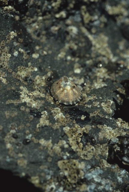 A shield limpet (Collisella pelta) and numerous barnacles. Picture