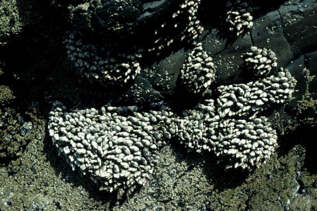 An assemblage of gooseneck barnacles (Pollicipes polymerus) and smaller barnacles Picture