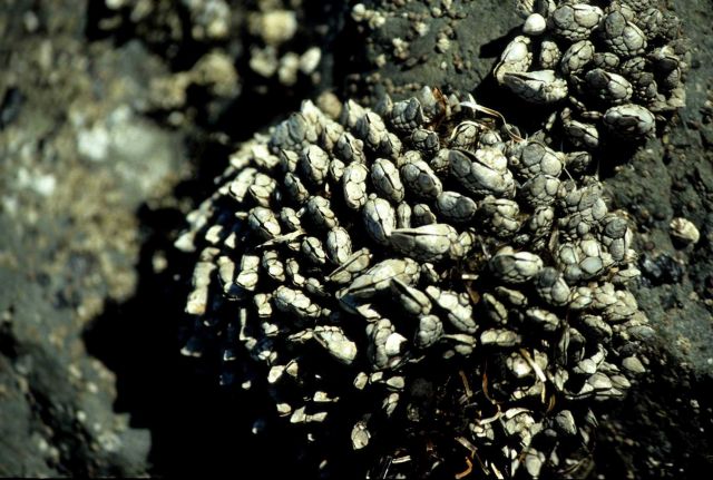 Close-up of gooseneck barnacles (Pollicipes polymerus) Picture